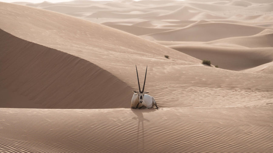 Arabian oryx relaxing on sand dune at desert