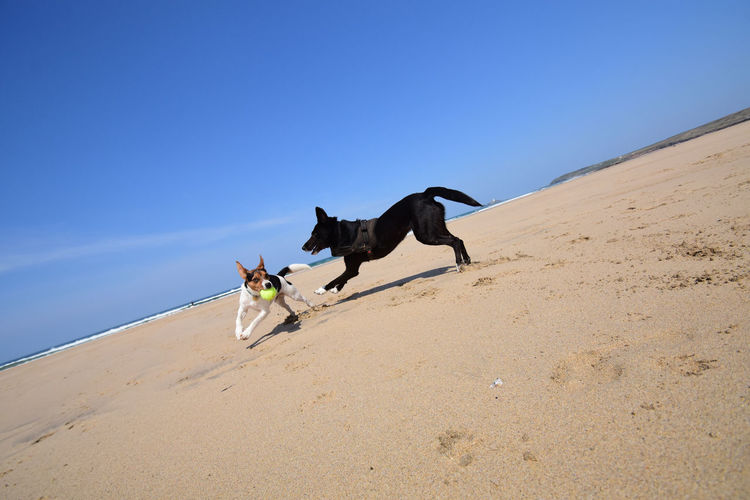 View of a dog on sand