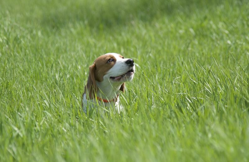 Small dog on field