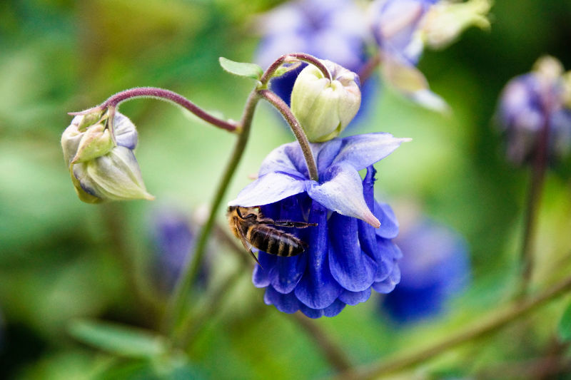 Close-up of bee pollinating on purple columbine