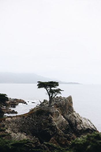 Scenic view of single tree and the sea against clear sky