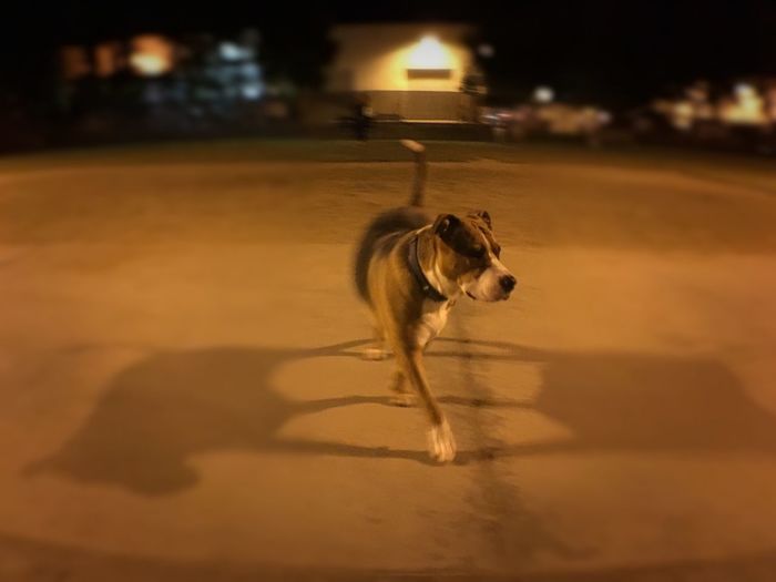 Dog looking away