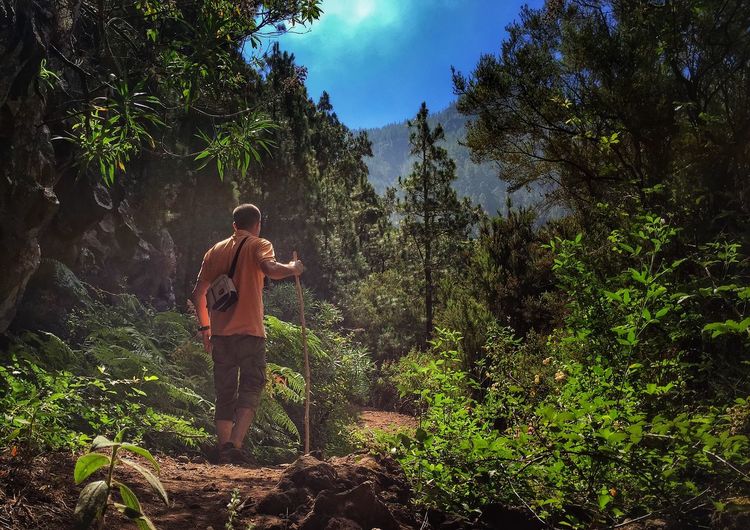 Rear view of hiker standing in forest