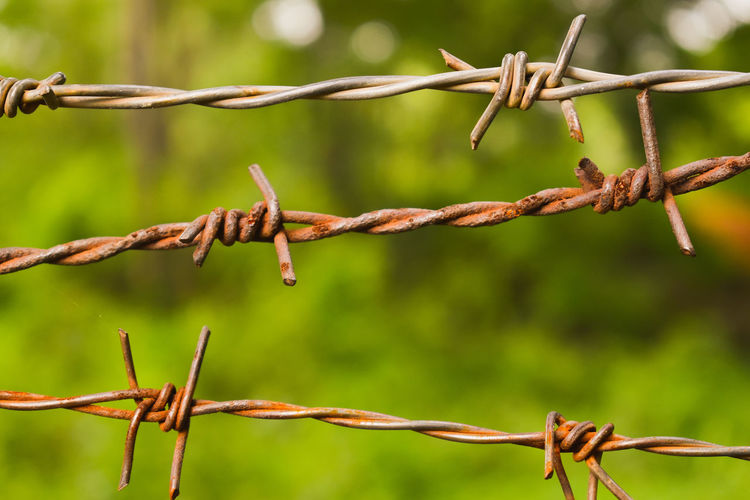 Close-up of barbed wire on tree