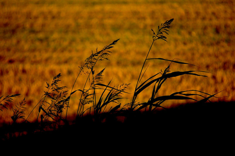 Close-up of silhouette plants on field during sunset