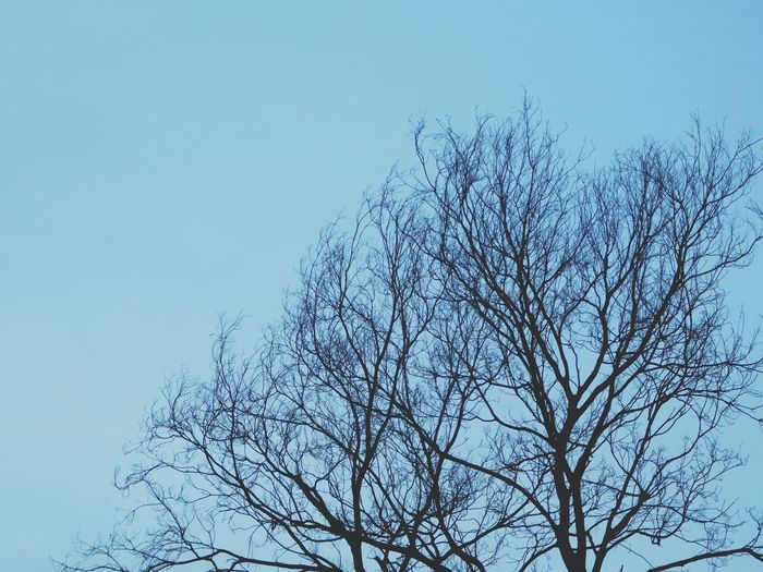 Low angle view of bare tree against clear blue sky