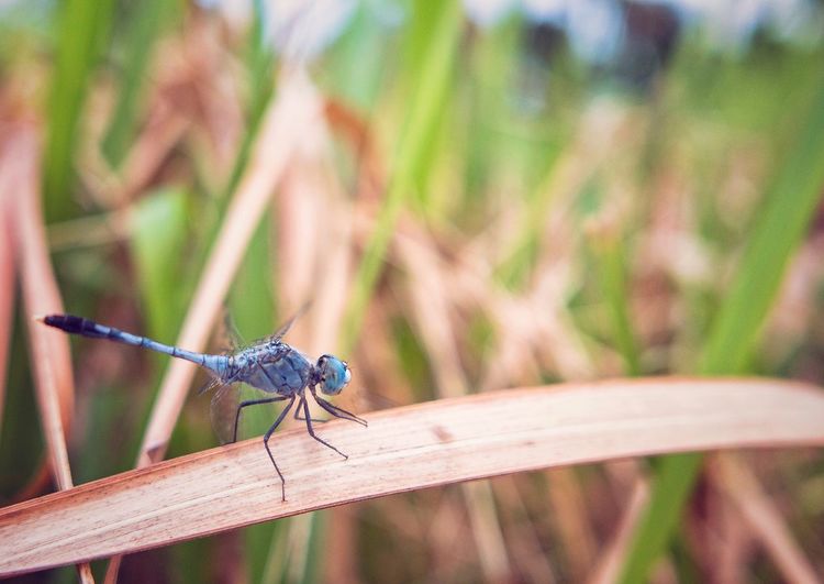 Close-up of damselfly on leaf