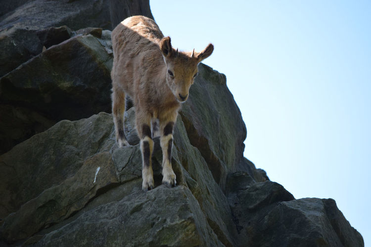 Little young mountain goat on a steep hillside