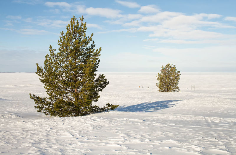 Tree on snow covered landscape against sky