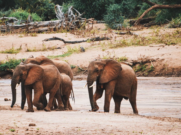 A herd of elephants loxodonta africana at ewaso nyiro river in samburu national reserve, kenya