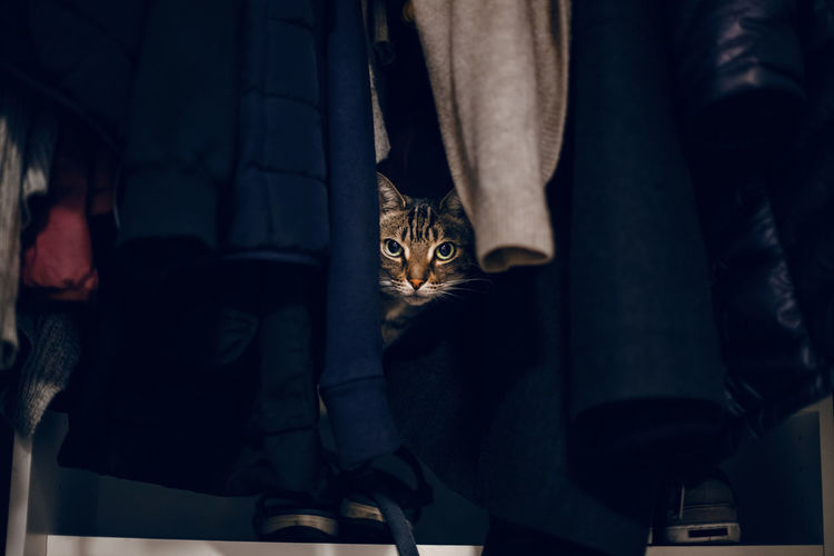 Funny scared tabby pet cat hiding in clothes at closet. 