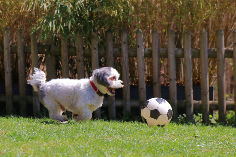 Scenic view of a small dog playing with a ball