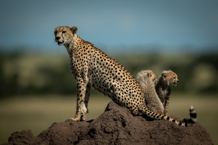 Cheetah with cubs on rock formation