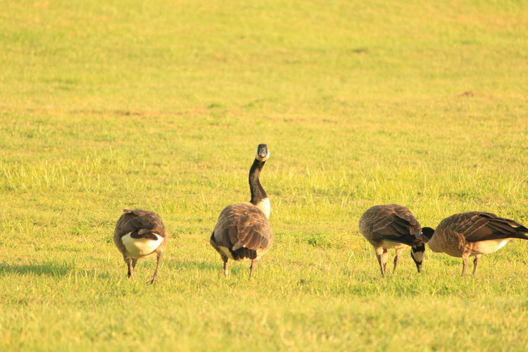 Flock of ducks on grassy field