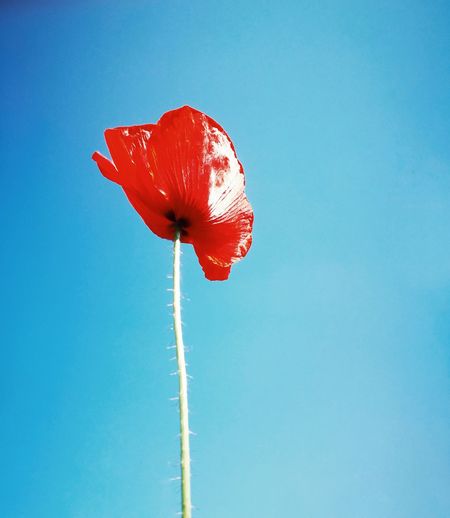 Close-up of red flower against blue sky