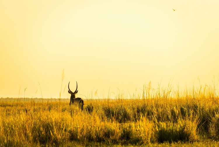 Impala silhouetted at sunset in africa in long grass beside the chobe river, botswana