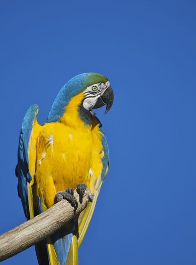 Low angle view of gold and blue macaw on wood against clear sky