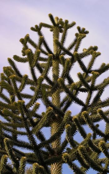 Symmetry in a monkey puzzle tree. araucaria araucana, chile pine.
