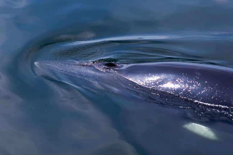 Common minke whale rising out of the st. lawrence river during a sunny summer afternoon
