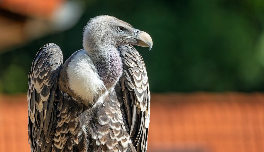 Close-up of a vulture bully bird.