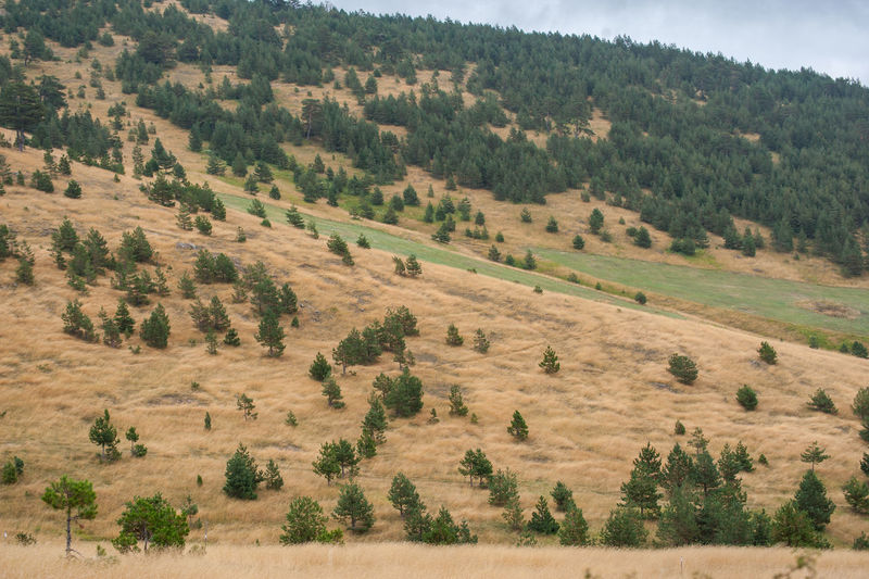 High angle view of trees on field against mountain