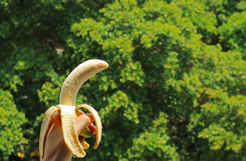 Cropped hand of woman holding banana against plants