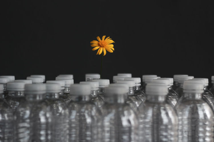Close-up of white flower in glass bottle against black background