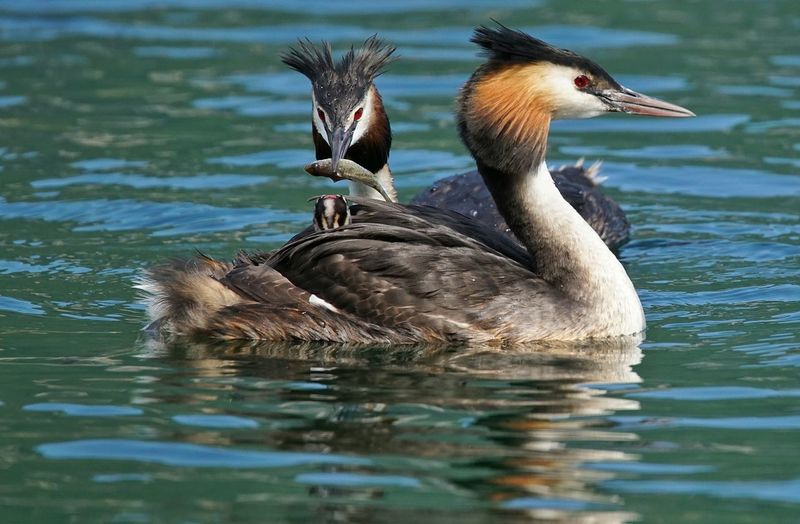 Great crested grebes swimming in lake
