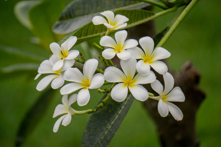 Close-up of frangipani plant