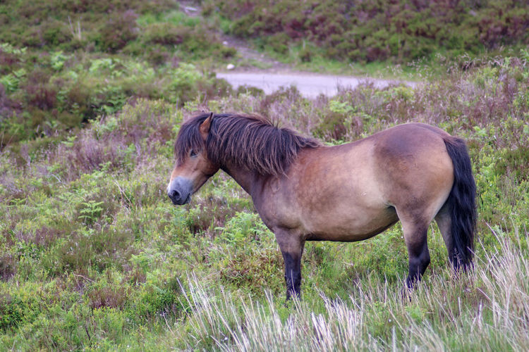 Side view of a ponies on moor land 