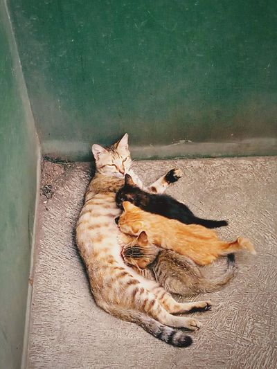 High angle view of cat sleeping