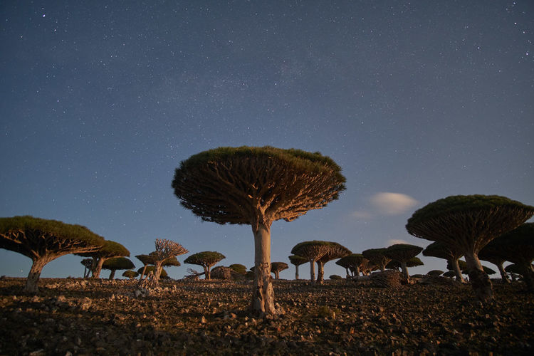 Socotra strange trees. dragon blood tree