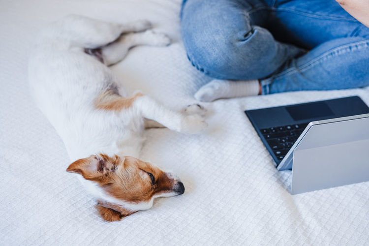 Close up of woman at home working on laptop while cute jack russell dog resting on bed. home office