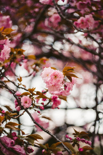 Close-up of pink cherry blossom