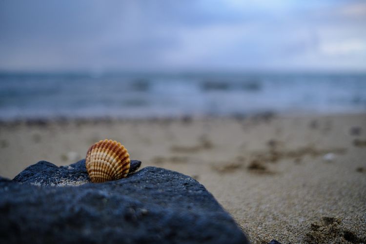 Close-up of seashell on beach