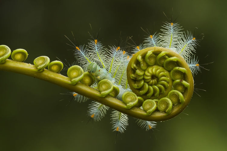 Close up fire caterpillar