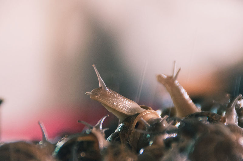 Close-up of plant against blurred background