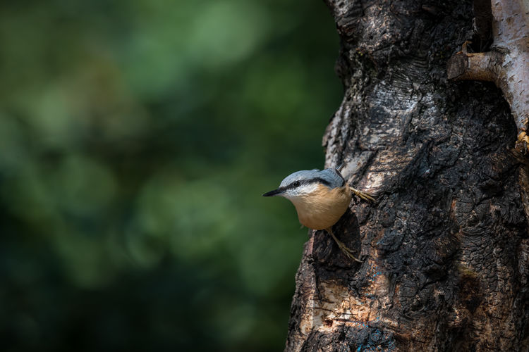 Close-up of bird perching on tree trunk - nuthatch