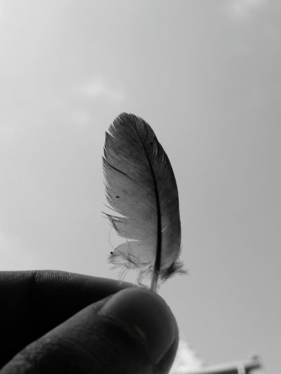 Cropped image of hand holding feather against clear sky