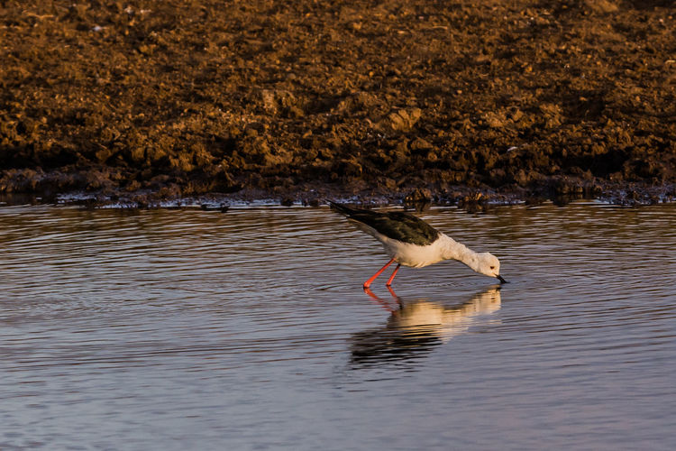 A black winged stilt bird drinking water from a pond and makes a reflection
