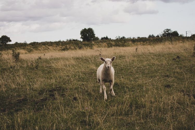 Sheep running in a field towards the camera 