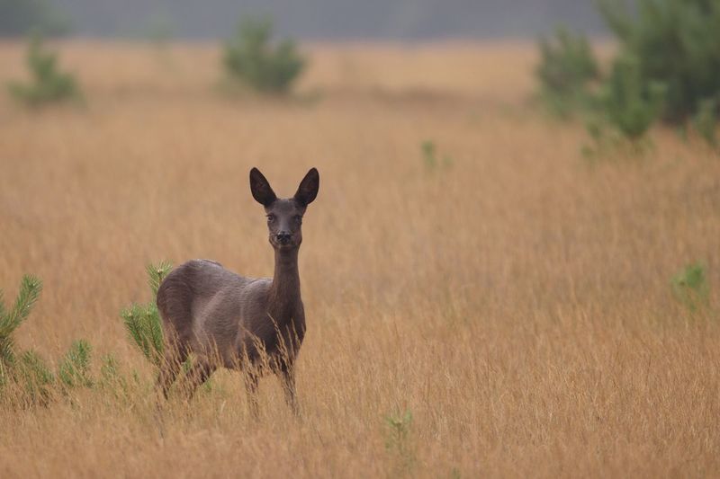 Portrait of roe deer standing on field