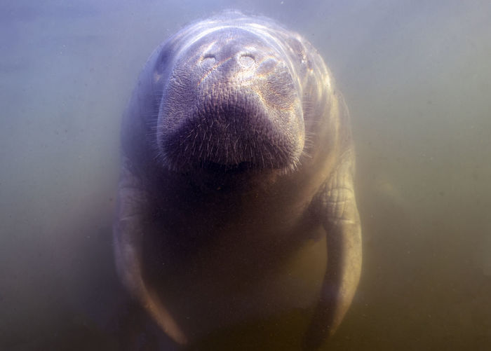 West indian manatee - trichechus manatus - in crystal river, florida, usa