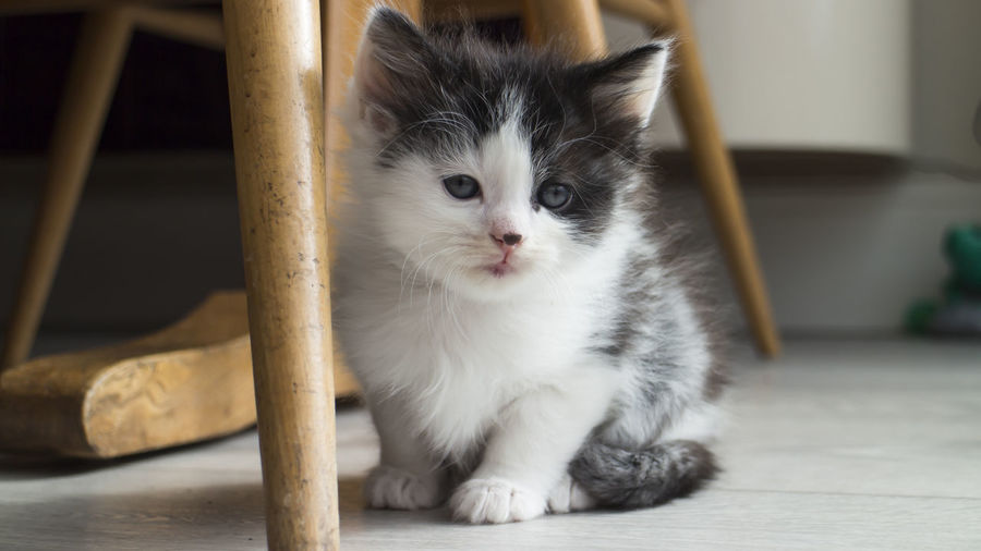 Portrait of cute kitten sitting on floor under chair