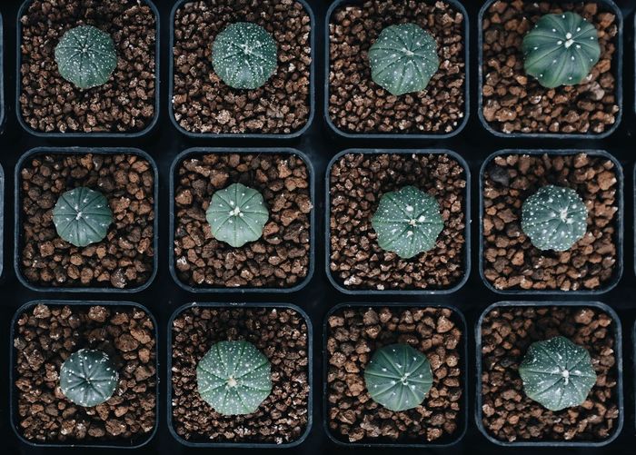 A close up shot of a cactus in a pot arranged in a row