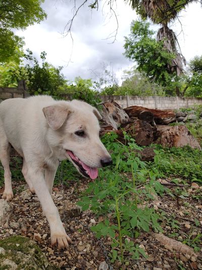 View of a dog on field