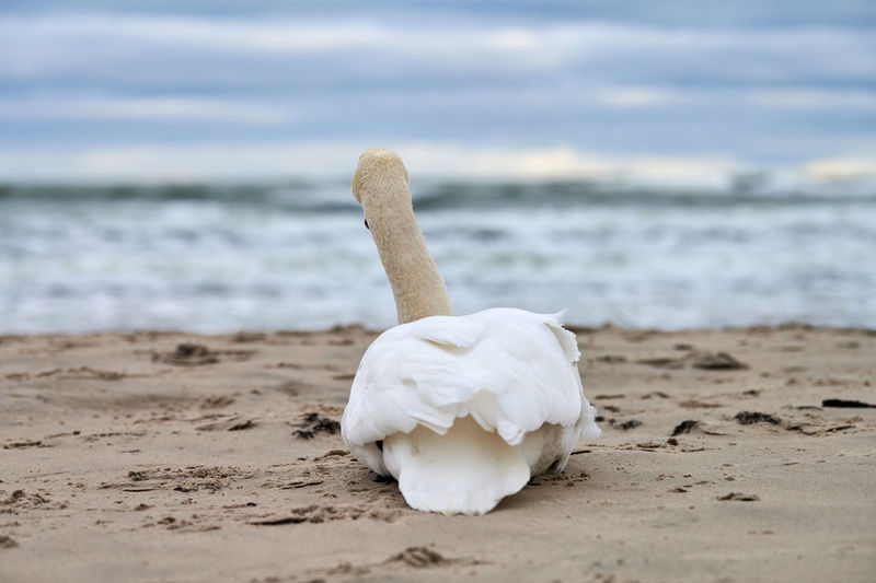 White mute swan sitting and resting on sandy beach hear blue baltic sea. winter seascape.