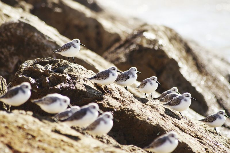 Close-up of birds on rock