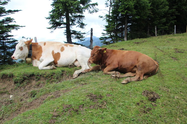 Cows relaxing on grassy field