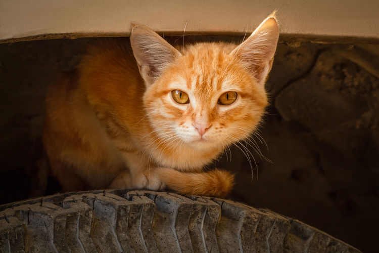 Ginger striped kitten sits on the wheel of a car under the mudguard. portrait of a cat.
